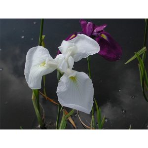 Iris ensata kaempferi (Japansk iris)