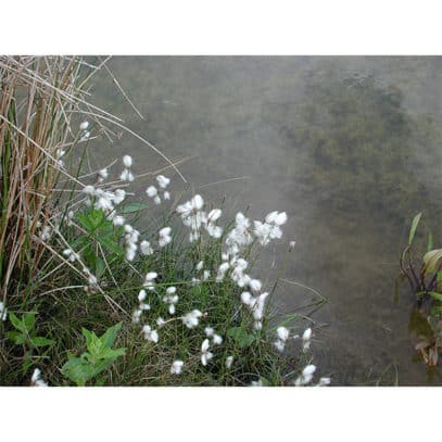 12140_F_Erophorum angustifolia_2