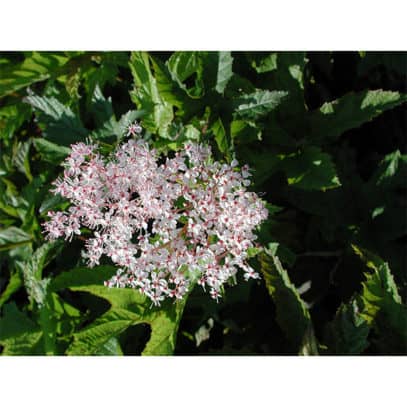 12144_F_Filipendula ulmaria rubra_2