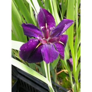 Iris Lousiana ”Black gamecock”
