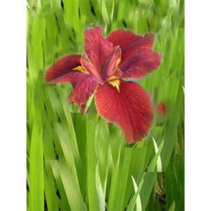 Iris Louisiana ”Ann Chowing”