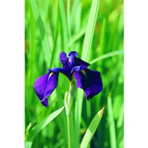 Iris laevigata (Glansiris)
