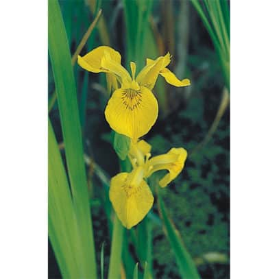 12164_F_Iris pseudacorus_1