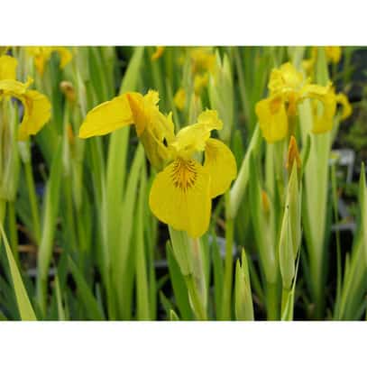 12164_F_Iris pseudacorus_4