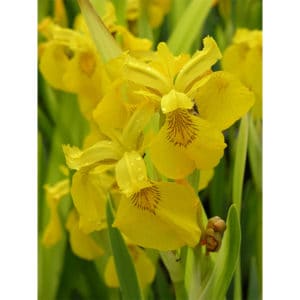 Iris pseudacorus (gul svärdslilja)