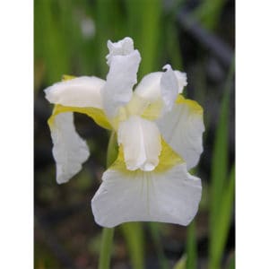 Iris sibirica Snow Queen