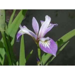 Iris versicolor (Brokiris)
