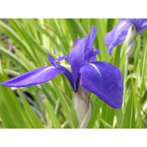 Iris Laevigata ”Variegata”