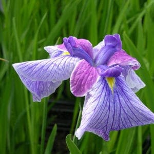 Iris Louisiana”shikingo”