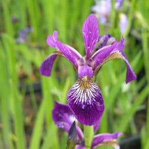 Iris Versicolor Hybrid ”Gerald Derby”